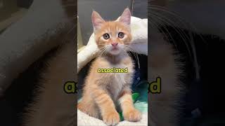 Dont hurt them #trendingshorts #viralvideo #catlovers #funnycats