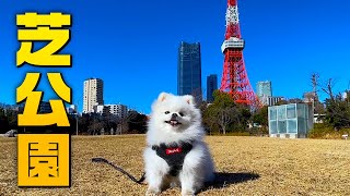 【東京散歩】愛犬と東京タワーのお膝元で遊ぶ＆絶品港区ベーカリー