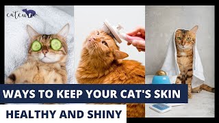 Ways to Keep Your Cat's Skin Healthy and Shiny