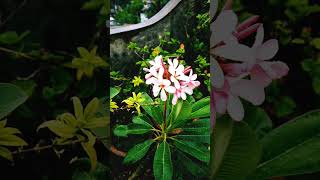 বৃষ্টিভেজা দিন  🌧️  আর কাঠগোলাপের 🌷 ভালোবাসা (বৃষ্টি তোমাকে দিলাম - শ্রীকান্ত আচার্য)