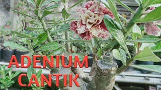 PEMBERSIAN RUMPUT LIAR DI MEDIA TANAM ADENIUM