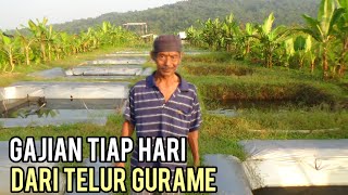 PANEN RIBUAN TELUR GURAME SETIAP HARI, BUDIDAYA IKAN GURAME KEUNTUNGANNYA LUAR BIASA