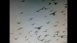 Many different birds flying outside a certain mall