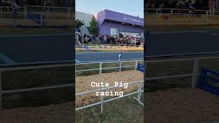 Cute pig racing #cute #racing #pig #countyfair #california #youtubeshorts