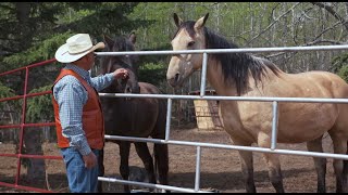 Wild Rose Vet Season 2 WEBISODE: Get to know Horse Whisperer Tom Durocher