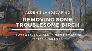 REMOVING TROUBLESOME BIRCH TREES!