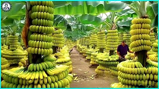 🍌 American Farmers Produce 18 Billion Pounds Of Bananas This Way | Food Processing Equipment.