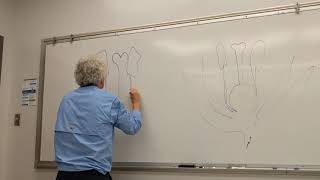 Professor draws an angiosperm flower