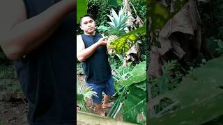 How To Cut Pineapple #Shorts #Pineapple #Shortsvideo #BuhayProbinsya