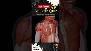 99% People can't answer this question|| anatomy quiz ||anatomy quiz muscles | #musclesquiz