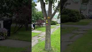 A Tree Face on Elm St