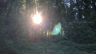 Sunlight (Flashing) Through Trees