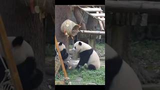 #熊猫 #panda 爱姐:哥！看我给你来个天女散花！ 🥳🥳