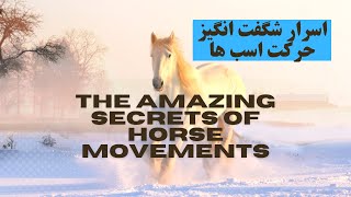 Amazing Horse Language Facts You Never Knew_ حقایق شگفت انگیز زبان اسب ها که هرگز نمی دانستید