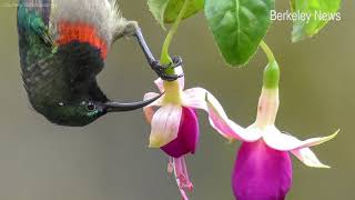 Scientists claim some East African birds singing the same song for years