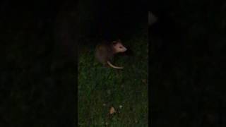 Backyard Opossum visit