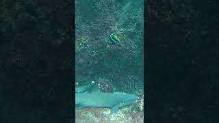 Mesmerizing sea creatures - Dangerous lurking Sharks.