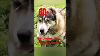 #volkodav Аза Монстр#кавказскийволкодав 2023г