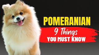 Is a Pomeranian the Right Dog for You? 9 Things to Consider | Dogs Genesis