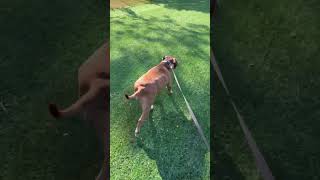 Good Morning 🐕Meets New Friend #dog #doglover  #cutedog #pitbull #shorts