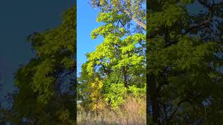 Heart-shaped Leaf Tree   #shorts #fyp #tree