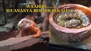 WAOW IGUANANYA BESARR SEKALI... MASUK ISTANA REPTIL ADA ULAR YANG BESAR JUGA ...DI KEBUN BINATANG