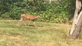 Getting to SEE A Family of Deer! Marysville Wa August 18, 2017