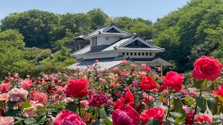 2023/05/10　撮り頃です！　菊間の瓦のふるさと公園バラ園　〜愛媛県今治市〜