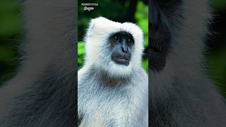 Langur ji or Jungle Life #langur