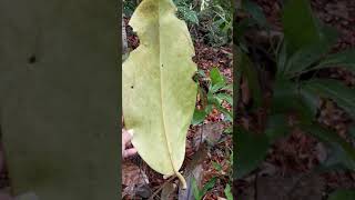 Malvales. Thymelaeaceae. Gonystylus sp.