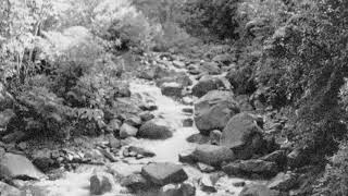 Film Travels | Tropical Rain Forest | Kodak | Vision3 | Costa Rica | Bolex h16 SB