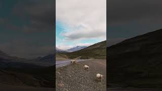 True Nature | Beautiful | Reels | Sheep |