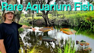 I Found Rare Nano Aquarium Fish In Crystal Clear Swimming Hole!         (OVER 200 FISH)