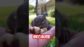 This guy feeds this squirrel and they become best friends 😍 #shorts