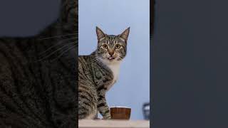 CURIOSIDADES SOBRE GATOS QUE VOCÊ PODE NÃO SABER! #curiosidadesanimais #gatos #shorts