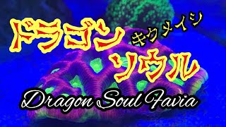 ドラゴンソウル Dragon Soul Favia  キクメイシ