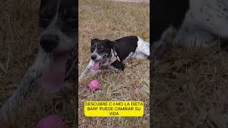 Cambia la Vida de tu Perro con la Dieta BARF