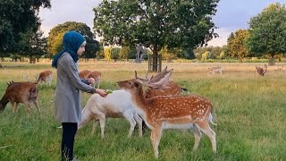 الغزلان في حديقة بوشي الملكية في لندن، Deer in Bushy Park in London