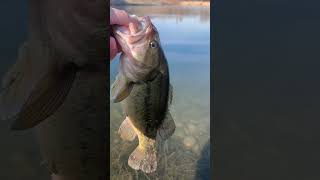 Cold water, jig, bass fishing, #Fishing,Colorado #Fishing,Downtown,Denver, #BassFishing