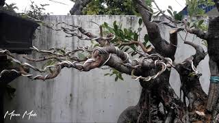 Bonsai Kimeng Berumpun