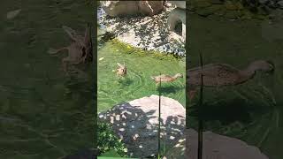 Duck funny swimming at pond #animals #zoo #duckling #duck