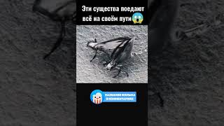 😱 Эти мухи поедают всё на своём пути #фильмы #Shorts