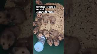 hamsters for sale in mumbai #hamsterbabies #mumbai #pets #forsale #petsforsale #hamsterbabys #breed