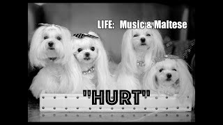 FUN LIFE at MO: Maltese & Music -- --- RAW Footage  = Therapy Dogs & Music "HURT" EXO Piano Cover