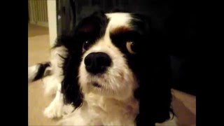 Cavalier MVD- Alfie breathing with his 6/6 heart