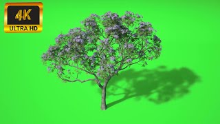 004 - Green Screen | Chroma Key | Plant Flower 4K