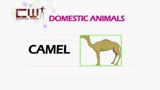 DOMESTIC ANIMALS