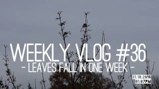 Weekly Vlog #36 ~ Leaves fall in one week I Papaju