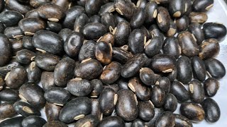 कोंच बीज।كونچ بیج ۔ Konch Seeds .mucuna pruriens.