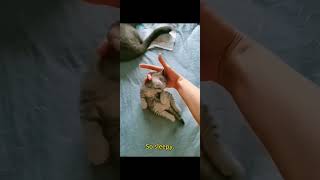 funny cat video #ytshorts #trendingshorts #viral